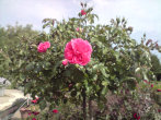 Szkolenie UM 08.2009